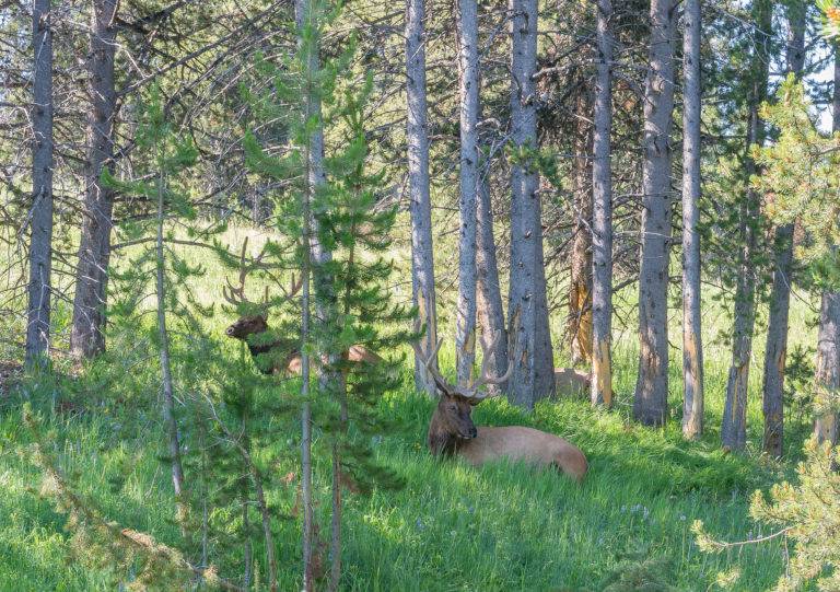 bull elk charges yellowstone tourist