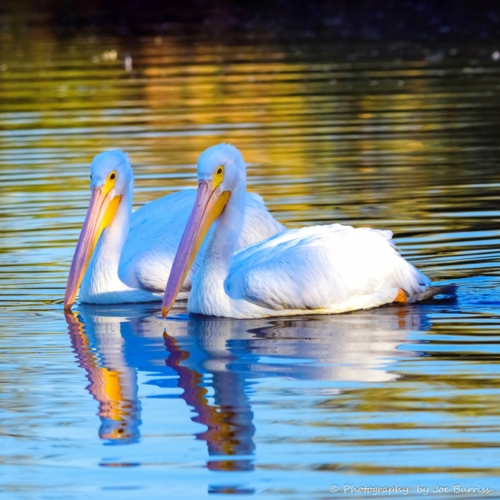 Arizona-American-White-Pelican-DSC_3930-Edit