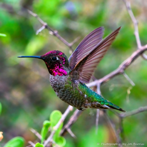 Arizona-Annas-Hummingbird-DSC_3785-Edit