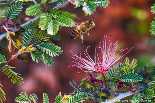 Arizona-Bee-Landing-DSC_1667-web-1