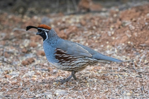 Arizona-Gambels-Quail-DSC_3965-Edit-Edit-Edit-Edit