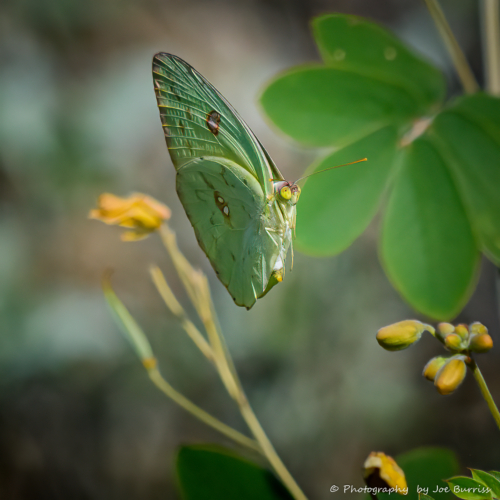 Arizona-Gilbert-Butterfly-DSC_1853-Edit