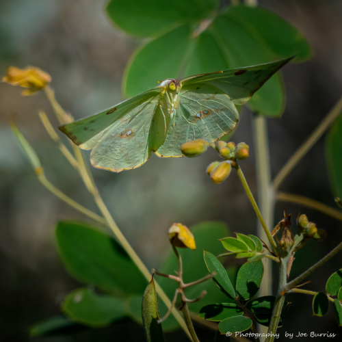 Arizona-Gilbert-Butterfly-DSC_1854-Edit