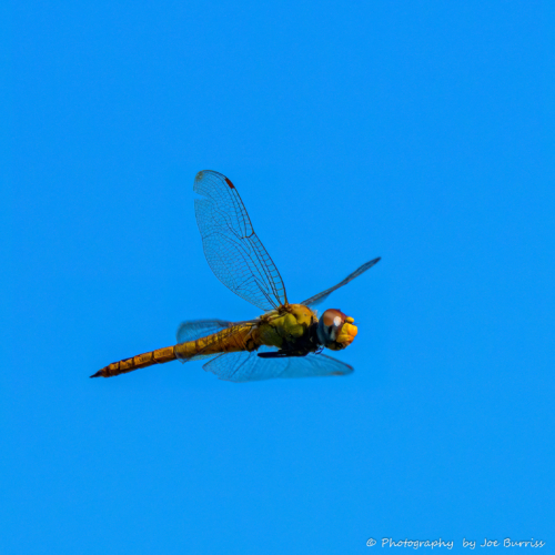 Arizona-GilbertDragonfly-Little-Blue-Dragonlet-DSC_1626-Edit