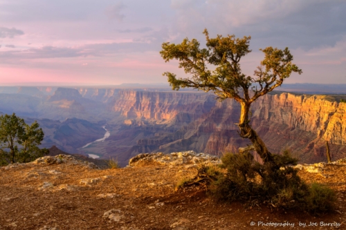 Arizona-Grand-Canyon-Tree-Sunset-DSC_0943-Edit-1