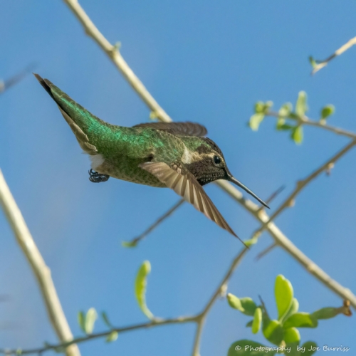 Arizona-Hummingbird-DSC_2346-Edit