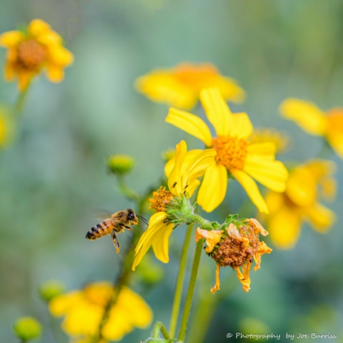 Arizona Peralta Canyon Bee - DSC_1701-Edit