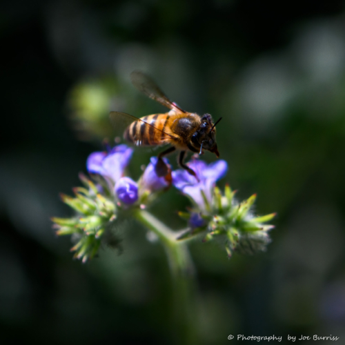 Arizona-Peralta-Canyon-Bee-DSC_2012-Edit-1