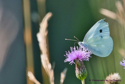 Black-Hills-White-Butterfly-DSC_6059