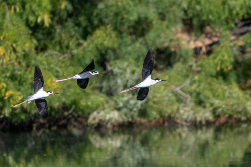 Black-necked Stilts