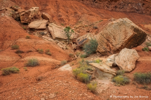 CRNP-Tree-Growing-out-of-Rocks-DSC_5793