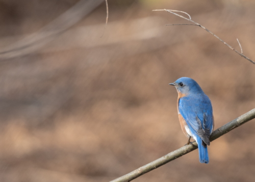 Eastern Bluebird