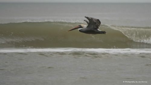 Florida Butler Beach Pelican - DSC_7991