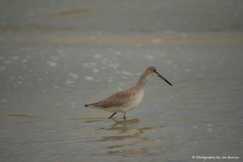 Florida Butler Beach Short-billed Dowitcher - DSC_8107