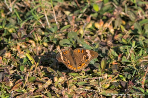 Florida-Common-Buckeye-Butterfly-DSC_7282