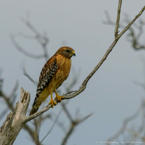 Florida Coopers Hawk - DSC_8326-Edit