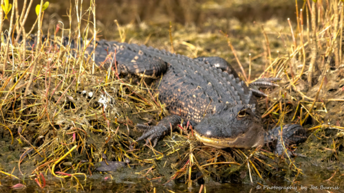 Florida-Merritt-Island-Alligator-DSC_8942-Edit