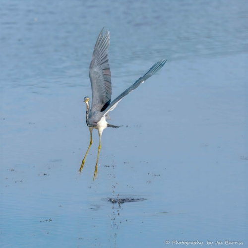 Florida Merritt Island Tri-Color Heron - DSC_9064-Edit-Edit