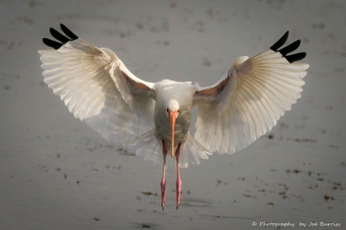 Florida Merritt Island White Ibis - DSC_9011-Edit-Edit