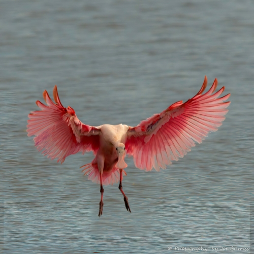 Florida Merritt Island White Ibis - DSC_9541-Edit