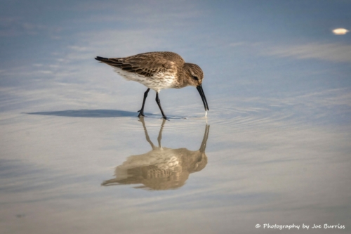 Florida-St-Augustine-Dunlin-DSC_7369-