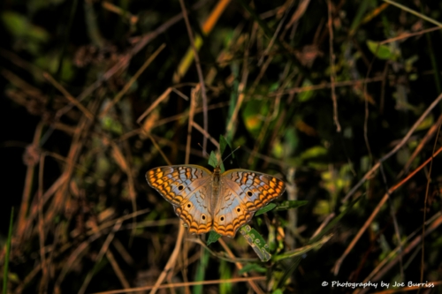 Florida-White-Peacock-Butterfly-DSC_7267