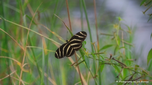 Florida-Zebra-Longwing-Butterfly-DSC_7252