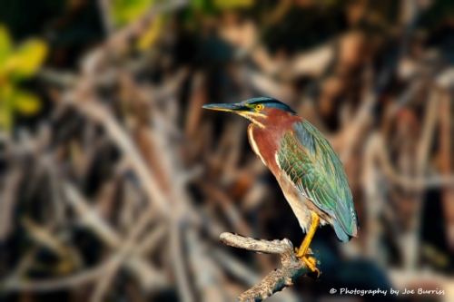 Florida merritt Island Green Heron - DSC_0344-mask-composite