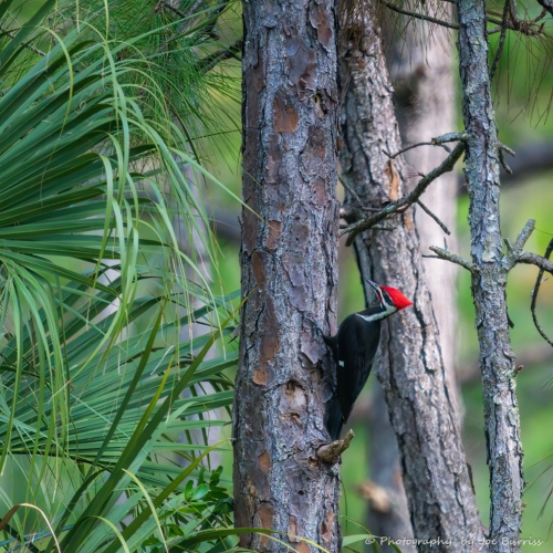 FloridaRed Pileated Woodpecker - DSC_9972-Edit