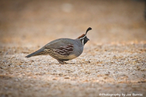 Gambels-Quail-DSC_0319