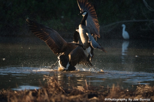 Goose-Fight-DSC_0752