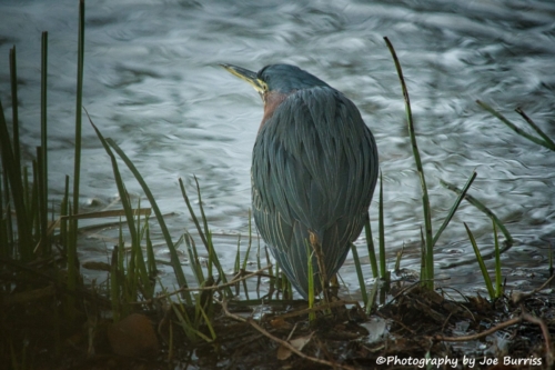 Green-Heron-DSC_9920-Web