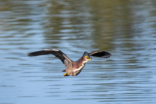 Green Heron