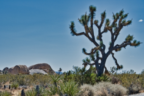 Joshua-Tree-1-DSC_8443