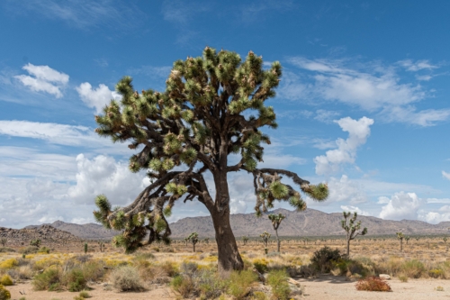 Joshua-Tree-1