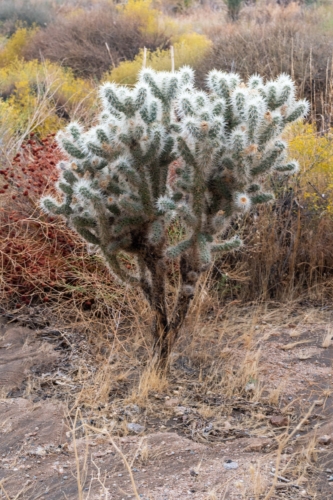 Joshua-Tree-Cactus