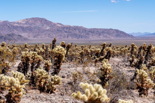 Joshua-Tree-Cholla