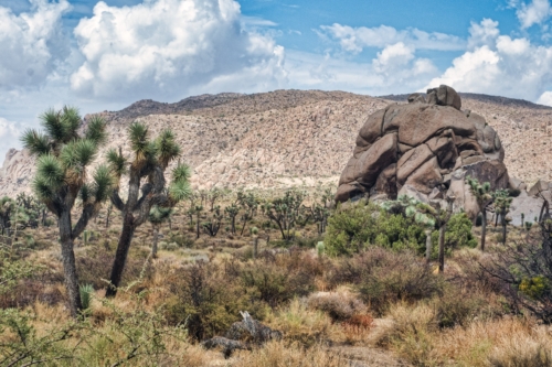 Joshua-Tree-Forest-DSC_8582