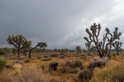 Joshua-Tree-Forest