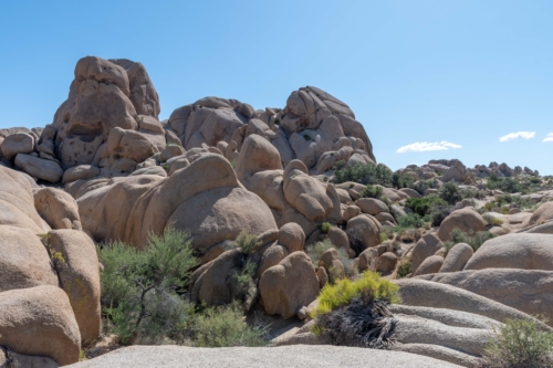 Joshua-Tree-Landscape