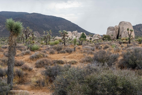 Joshua-Tree-Rocks-1