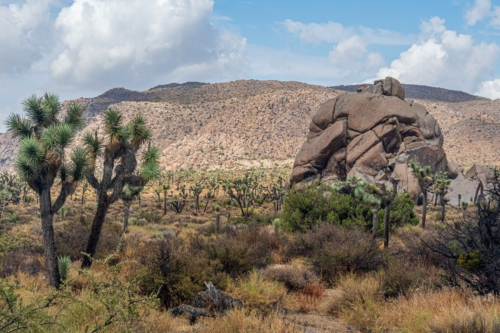 Joshua-Tree-Rocks