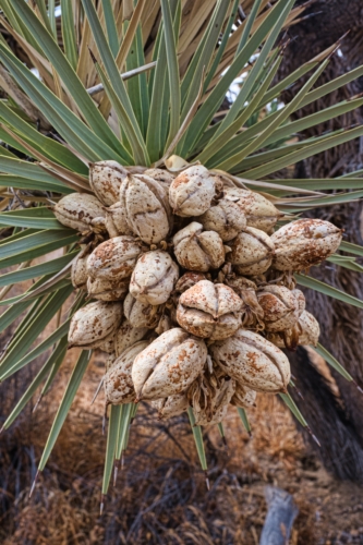 Joshua-Tree-Seeds-DSC_8545