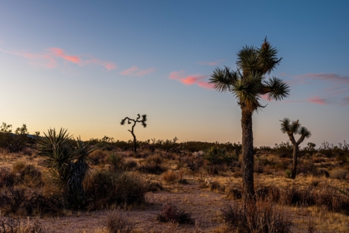 Joshua-Tree-Sunset-1