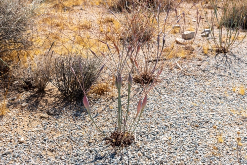 Joshua-Tree-Wildflower-1