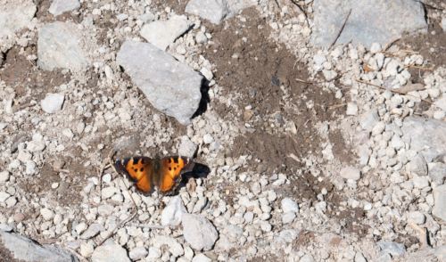 Lassen-California-Tortoiseshell-Butterfly