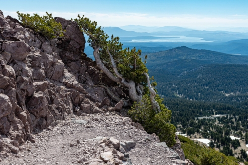 Lassen-Whitebark-Pine