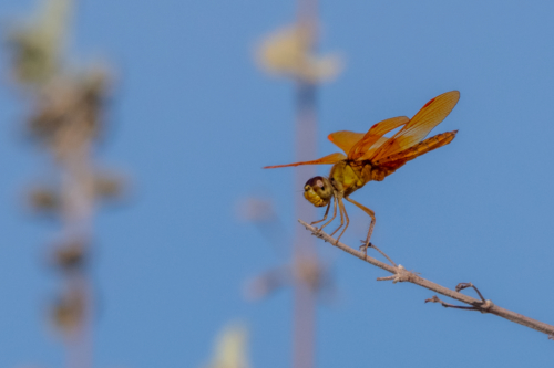 Mexican-Amberwing-Dragonfly-1