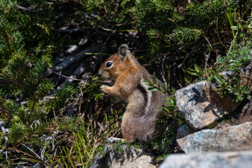 Mt Rainier, Golden-manteled Ground Squirrel