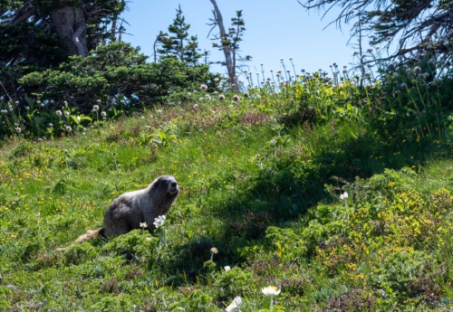 Mt Rainier Hoary Marmot